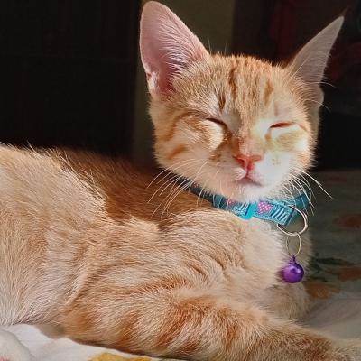 واگذاری گربه DSH / نر و ماده / 3 و 2 ماه