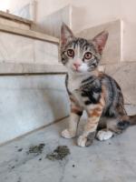 واگذاری گربه DSH / نر و ماده / 3 ماه