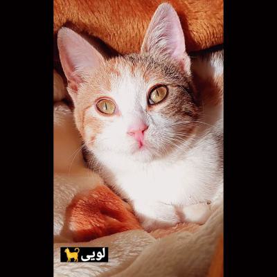 ⭐ واگذاری دختر مهربانِ آروم و وابسته