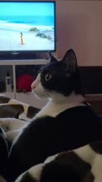 واگذاری گربه خانگی سالم و بازیگوش