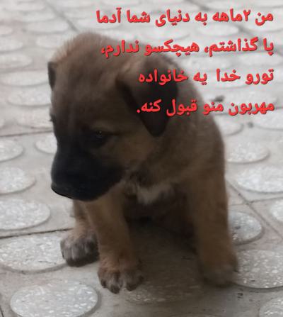 واگذاری سگ بومی /  ۲ ماه / ماده