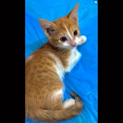 ⭐⭐ واگذاری گربه DSH / ماده / 2 ماه