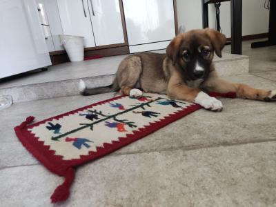 ⭐⭐ واگذاری سگ بومی / ماده / 3 ماه