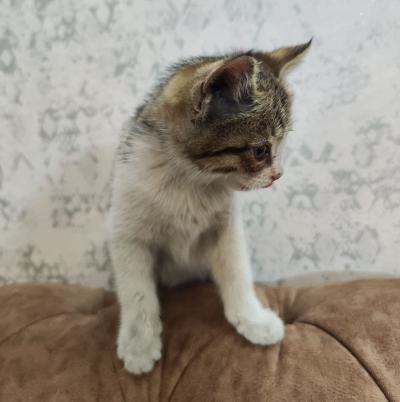 ⭐⭐⭐ واگذاری بچه‌گربه‌ی شیطون