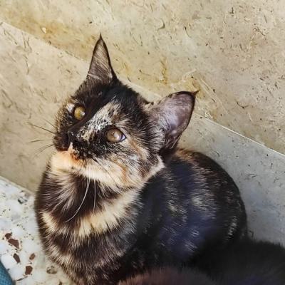 ⭐⭐ واگذاری دختر بازیگوشِ بغلی