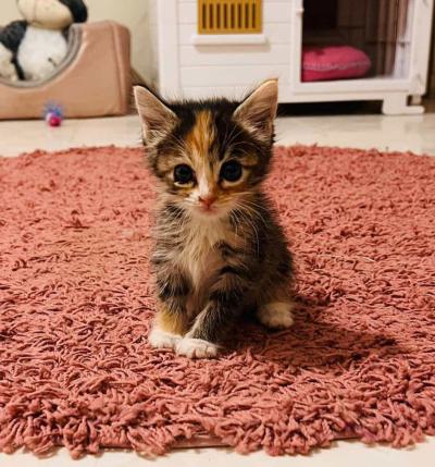 ⭐ واگذای گربه DSH / ماده / 2 ماه