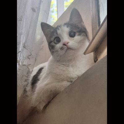 ⭐⭐ گمشده گربه DSH / تهران - تهرانپارس