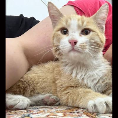 ⭐ واگذاری لوس‌ترین بغلیِ نجات‌یافته