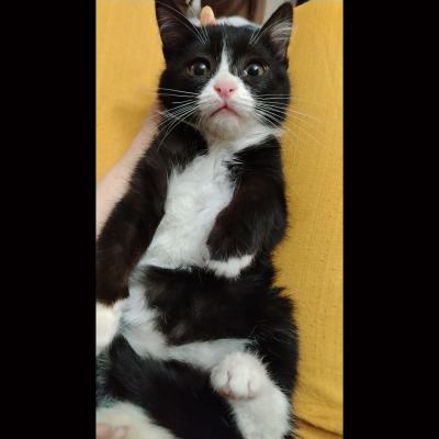 ⭐⭐⭐ واگذاری تاکسیدوی آرام، مهربون و بغلی