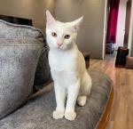 ⭐⭐ واگذاری پنبه، پسر شیطونِ دلربا