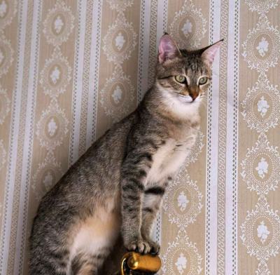 ⭐⭐ واگذاری، حبه، دنبال یه دلِ آروم و عاشقه