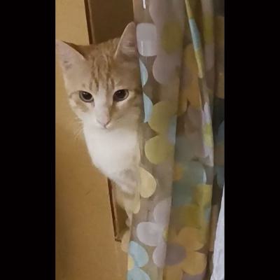 ⭐⭐⭐ واگذاری نارنگی، خاص، مهربون