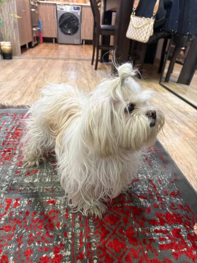 واگذاری سگ شیتزو 