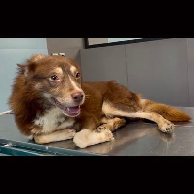 ⭐⭐ واگذاری هاسکی اشپیتز بسیار آرام، دستی و سالم