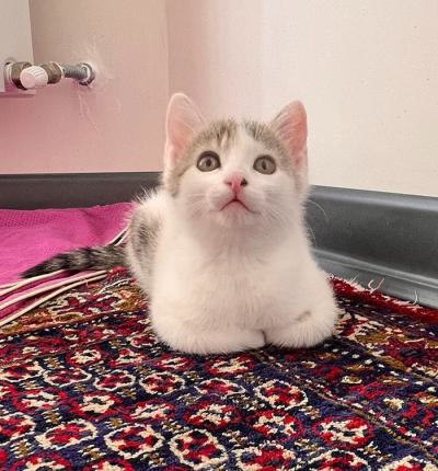 ⭐⭐⭐ واگذاری لئو، مودب‌ترین عشق کوچولو