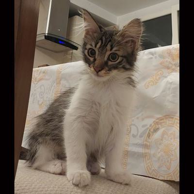 ⭐⭐ واگذاری گربه DSH / ماده / 2 ماه
