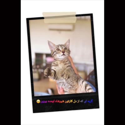 ⭐ واگذاری گربه DSH / ماده / 2 ماه