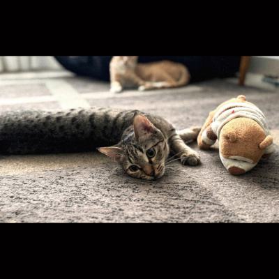 ⭐⭐ واگذاری، سیمبا، آماده‌ی ورود به قلبت