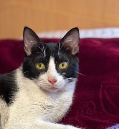 ⭐⭐ واگذاری صفدر، بازیگوش و دستی