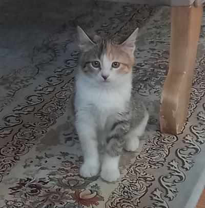 ⭐⭐ واگذاری گربه شیرین و سالم