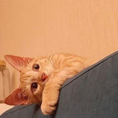 ⭐⭐ واگذاری، سان شاین، خاص‌ترین نارنجیِ دنیا