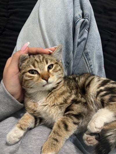 واگذاری پسر ملوس ۲ ماهه