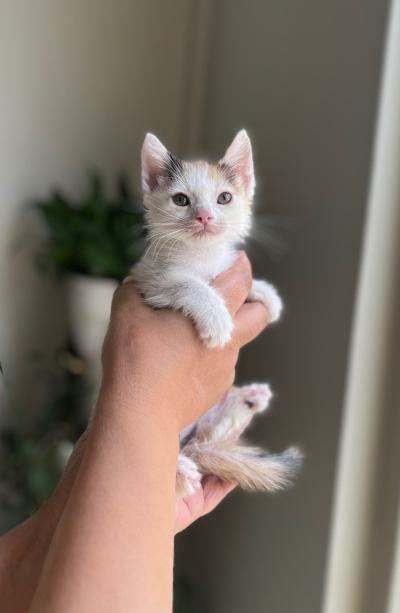 ⭐⭐ واگذاری گربه DSH / دو ماه / ماده