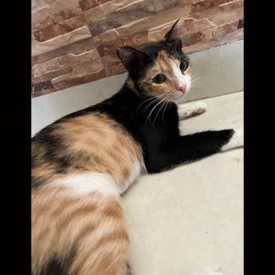 ⭐ واگذاری گربه DSH / ماده / 8 ماه