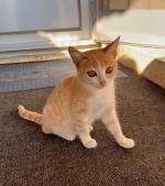 ⭐⭐ واگذاری دختر آرومِ لوس