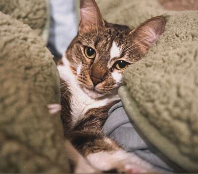 ⭐⭐ واگذاری، شیبا، دنبال یه دلِ بی‌قید و شرط!