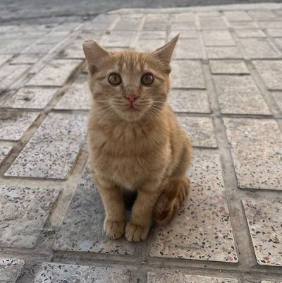 ⭐⭐ واگذاری پسر پر انرژیِ آماده ماجراجویی