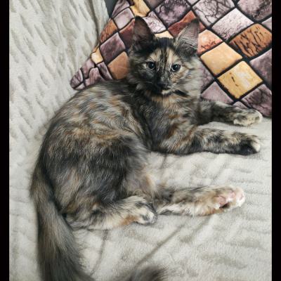 ⭐ واگذاری دختر زیباِ خاصِ عاشق بازی