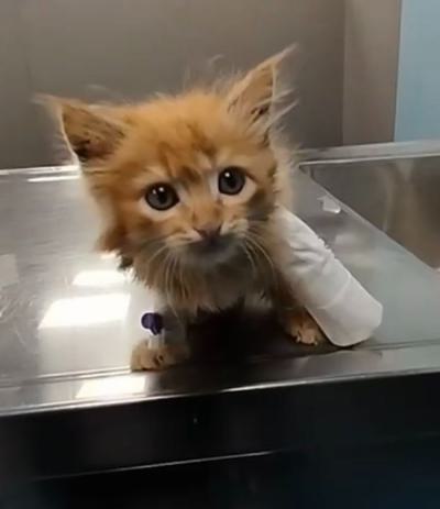 ⭐⭐ واگذاری گربه DSH / ماده / 2 ماه