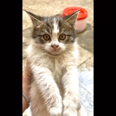 ⭐ واگذاری گربه بسیار بی‌صدا، آرام و مهربون