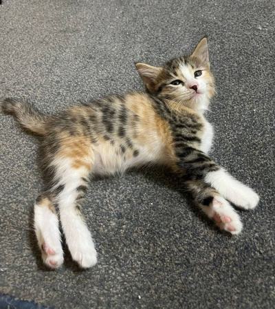 ⭐⭐ واگذاری گربه DSH / ماده / 2 ماه