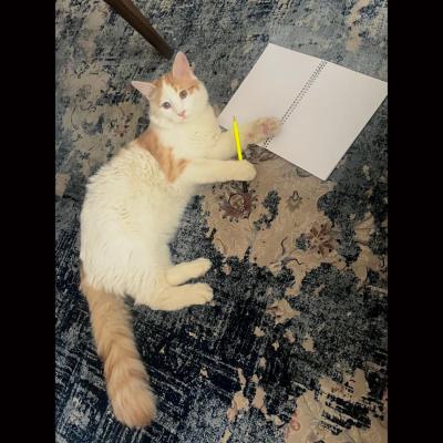⭐ واگذاری گربه DSH / نر / 11 ماه