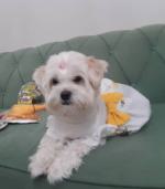 واگذاری یه دختر مودب و مهربون