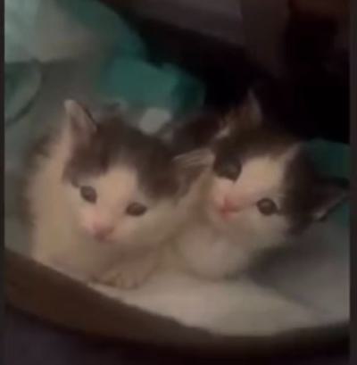 ⭐⭐ واگذاری پسر باهوشِ کنجکاوِ بازیگوش