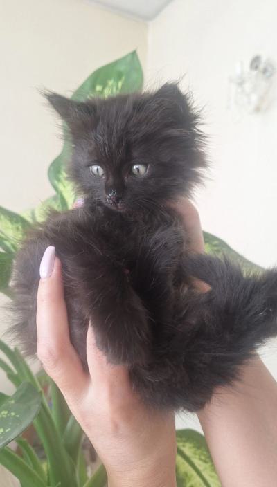 ⭐⭐ واگذاری بچه گربه موبلندِ باهوش