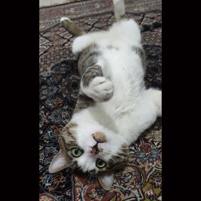 ⭐⭐ واگذاری گربه DSH / نر / 4 سال