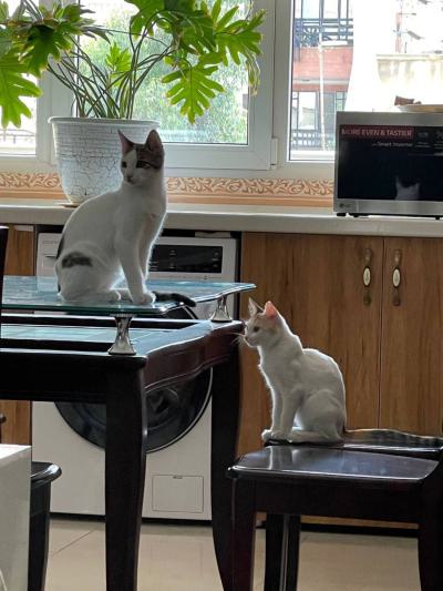 واگذاری گربه DSH / چهار ماه / نر و ماده