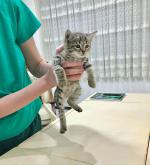 ⭐⭐⭐ واگذاری یک پسر مهربون