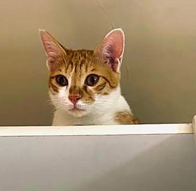 ⭐⭐ واگذاری پسر آرومِ دوست‌داشتنیِ آماده بغل