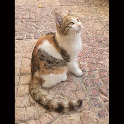 ⭐⭐ واگذاری دختر نازِ بغلیِ عاشق نوازش