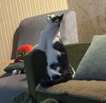 ⭐⭐ واگذاری بلفی، بامزه و خاص