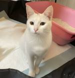 ⭐⭐ واگذاری دختر بغلی ۹ ماهه