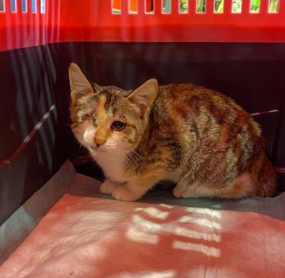 ⭐ واگذاری فسقلی  آرومِ خانگی