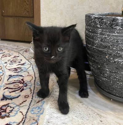 ⭐⭐ واگذاری گربه DSH / ماده / 2 ماه