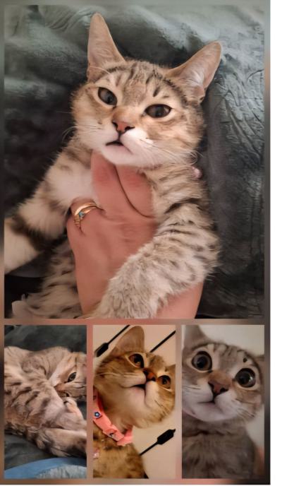 واگذاری گربه DSH / ماده / 7 ماه