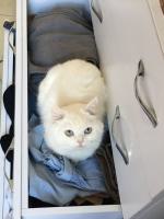 واگذاری جسی پرشین ۶ ساله  عقیم شده  